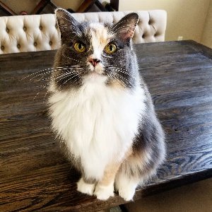 Pet photo