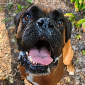 Pet photo