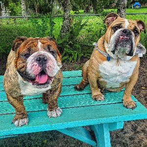 Pet photo