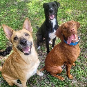 Pet photo
