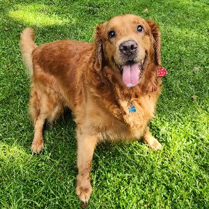Pet photo