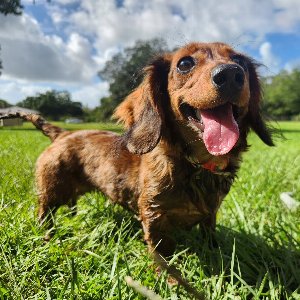 Pet photo