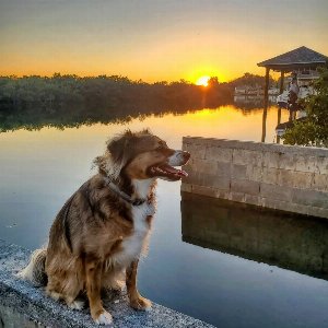 Pet photo