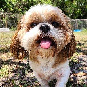 Pet photo