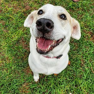 Pet photo