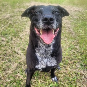 Pet photo
