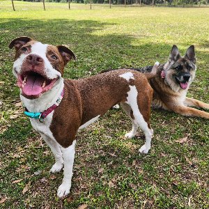 Pet photo