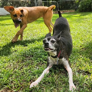 Pet photo