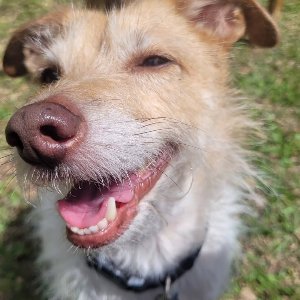 Pet photo
