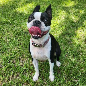 Pet photo