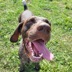 Pet photo