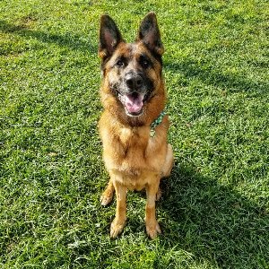 Pet photo