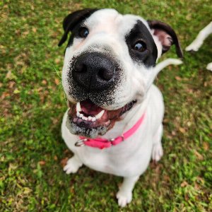 Pet photo