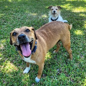 Pet photo