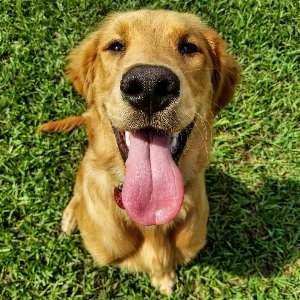 Pet photo