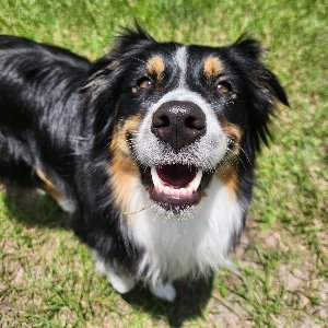Pet photo