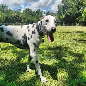 Pet photo