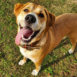 Pet photo