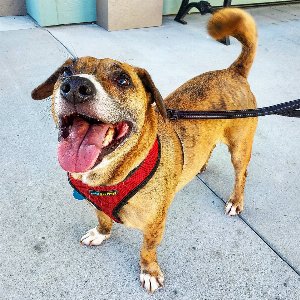 Pet photo