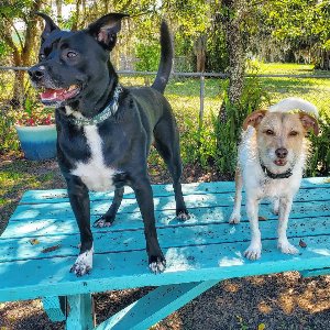 Pet photo