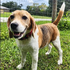 Pet photo