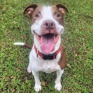 Pet photo