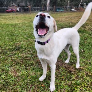 Pet photo