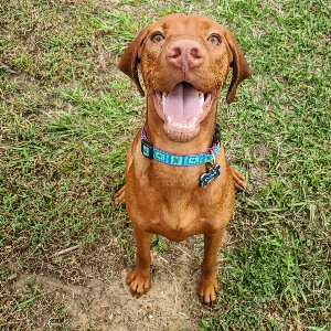 Pet photo
