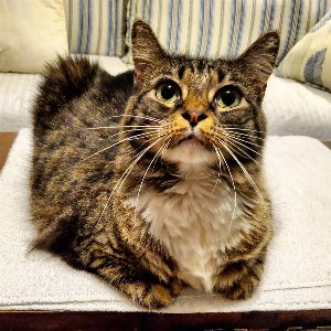 Pet photo