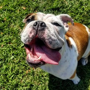 Pet photo