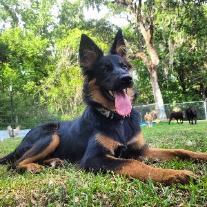 Pet photo