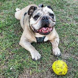 Pet photo