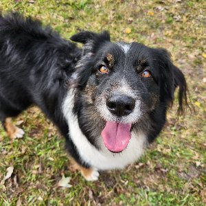 Pet photo