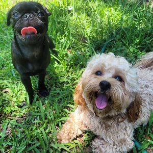 Pet photo