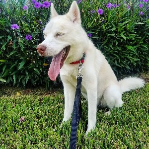 Pet photo