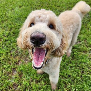 Pet photo