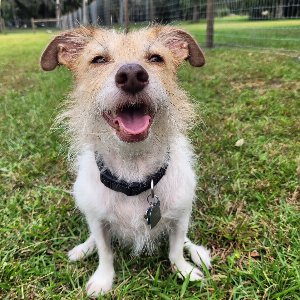 Pet photo