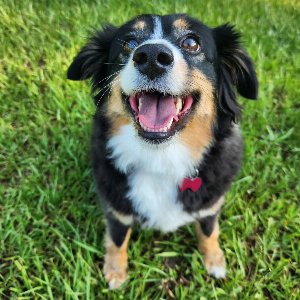 Pet photo