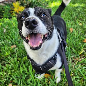 Pet photo