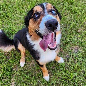 Pet photo