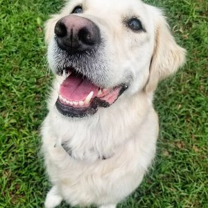 Pet photo