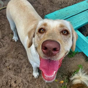 Pet photo