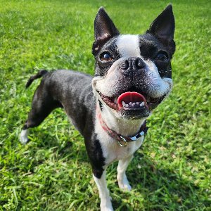 Pet photo