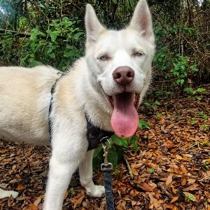 Pet photo