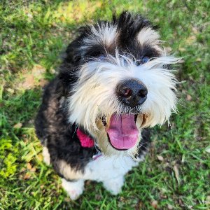 Pet photo