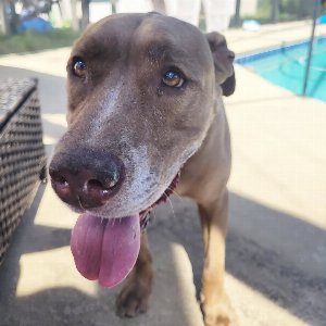 Pet photo