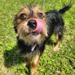 Pet photo
