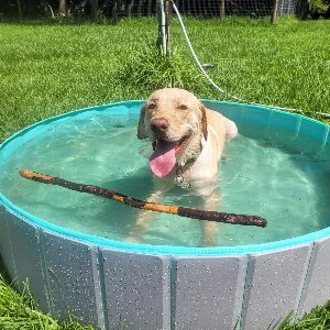 Pet photo