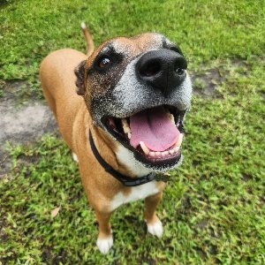 Pet photo