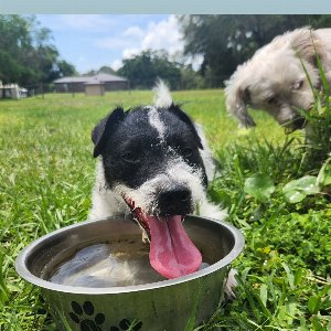 Pet photo